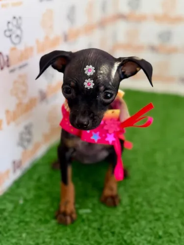 Pinscher Fêmea
