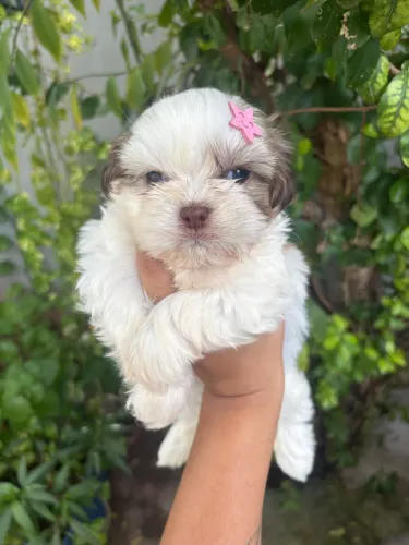 Filhotes de Shihtzu
