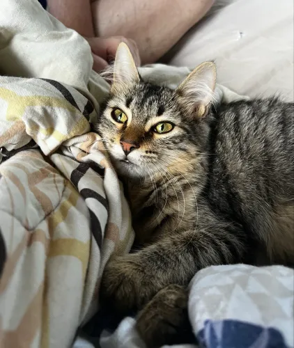 Gatinha filhote vacinada para a adoção. 