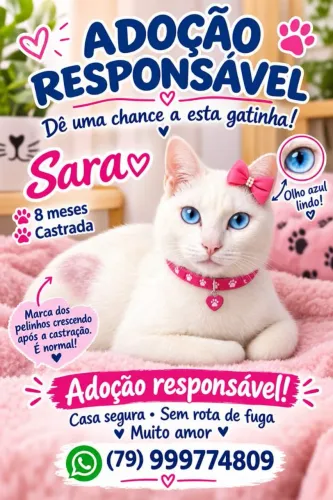 GATAS LINDAS E CASTRADAS
