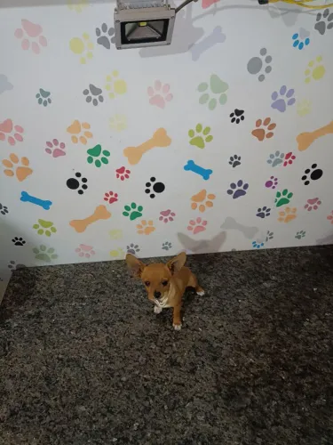 Pincher