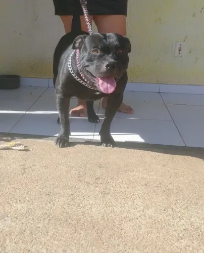 Pitmonster desponivel pra cruza