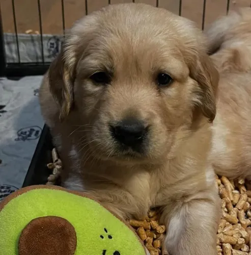 Filhote Golden Retriever, Seu cãopanheiro ideal está esperando!