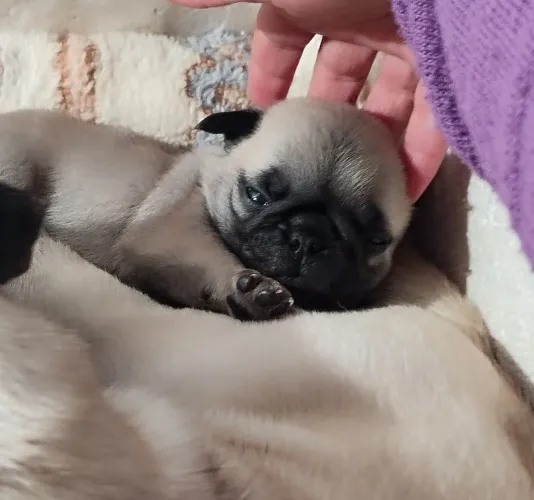 Pug macho
