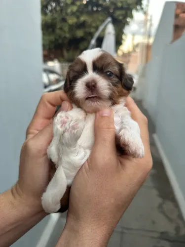 Shitzu chocolate com branco fêmea