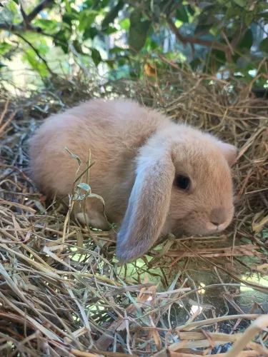 Mini coelho - minilop - mini angorá