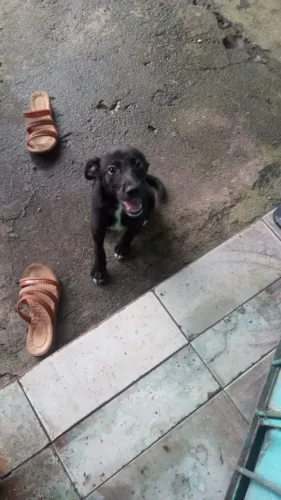 Doação de cachorro macho 