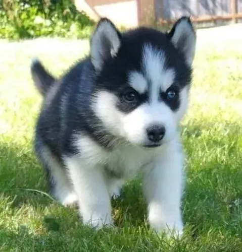 Husky siberiano Um amor leve, verdadeiro e cheio de carinho