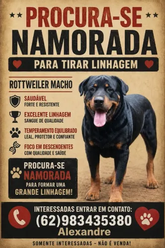 Rottweiler a procura de namorada