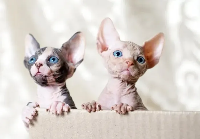 Shpnxy 