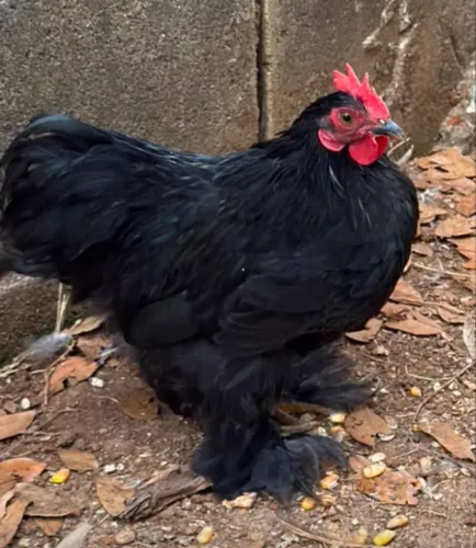 Galo Mini Cochin 