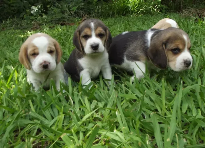 Beagle Faça esse Dia das Mães ser inesquecível