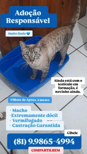 Filhote lindo para adoção 
