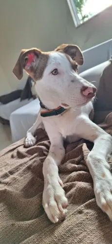 Cachorro para adoção