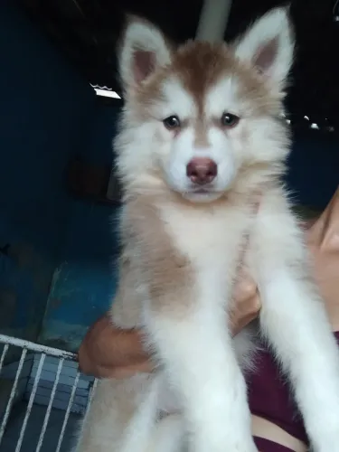 Husky Sibériano fêmea