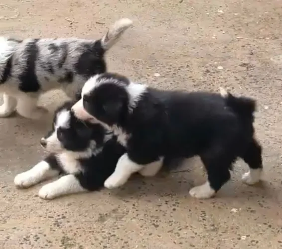 Filhotes puros de Border Collie