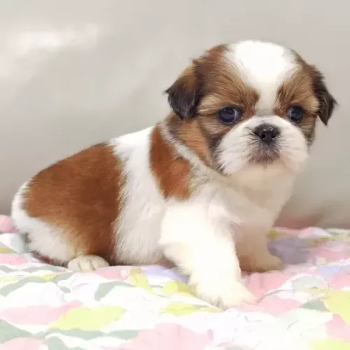 Filhotes Macho e Fêmea com Pedigree Shih tzu/shitzu São Paulo