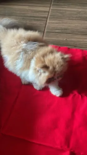 Vende-se filhote de gato persa fêmea pv