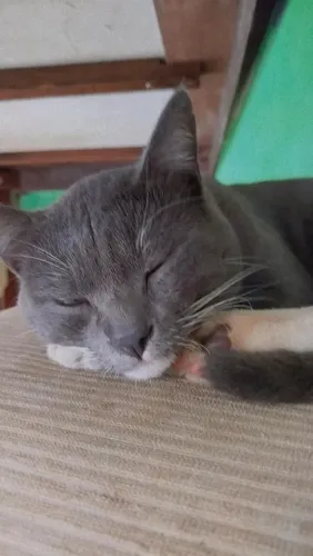 Doação de gatos