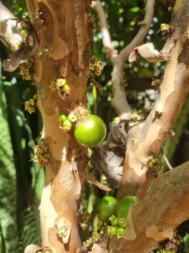 JABUTICABA BRANCA MEL ADULTA, PRODUZINDO. MUDA DE 1,80 m. 