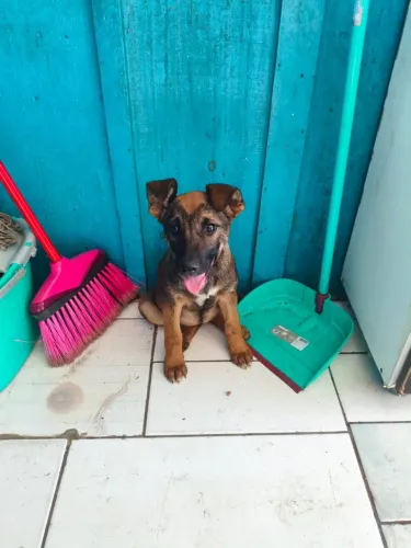 Doa-se cachorrinha filhote