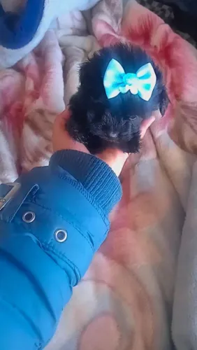 Shitzu mini machinho
