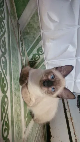 Doação de Gatos