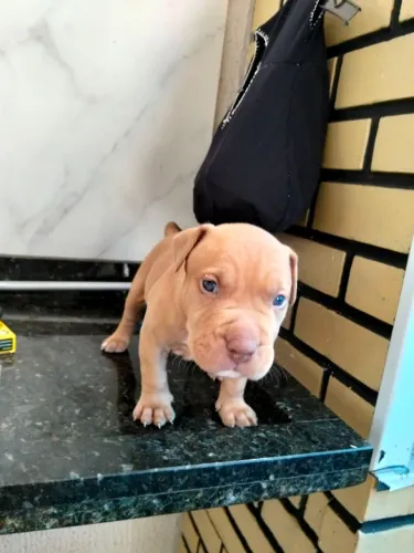 Pitbull disponível 