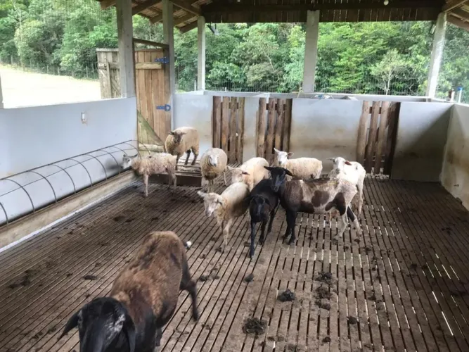 FAZENDA no VILA NOVA com 0 quartos para VENDA, 129238 m²