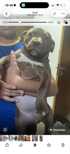 Vendo uma fêmea pitbull