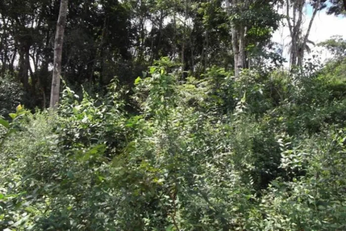 Linda chácara de 2.500 m², com nascente a 100 metros do Rio Cipó (Temos varias opções)