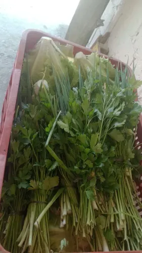 Verduras frescas diariamente 