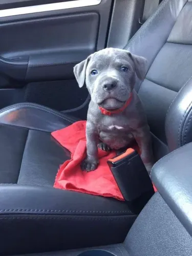 Filhote Pitbull Cinza tapete e coleira vermelha 
