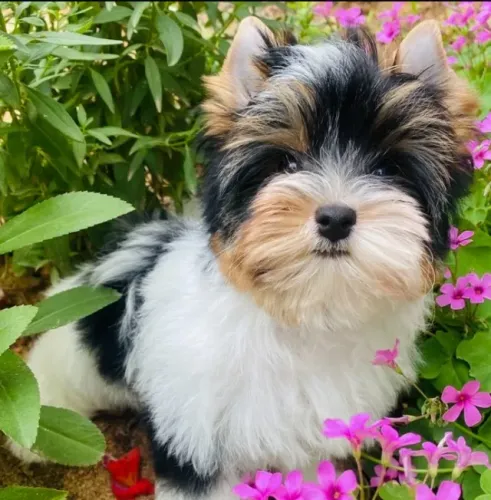 Filhote Macho de Biewer Terrier com Consulta de Cortesia