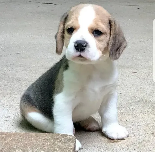 Beagle Deu a Louca na Reborn pets, SUPER PROMOÇÂO Para aquisição imediata 