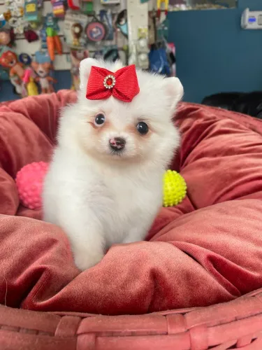 Fêmea de spitz alemão branca anao $4.500,00