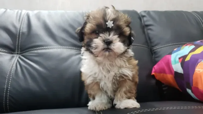 Lhasa Apso Miniatura Macho Pequeno e Muito Inteligente