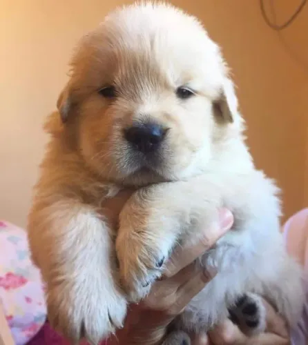 Golden retriever Machinho na cor creme filhote com 55 dias vacinado e com pedigree-Alberto