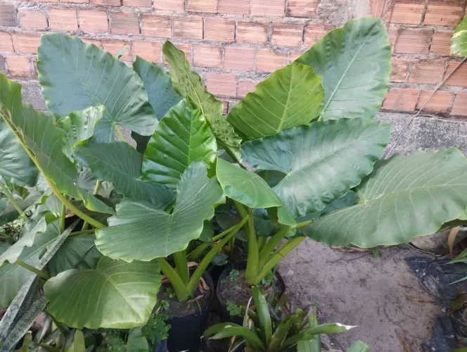 Planta para jardim e paisagismo