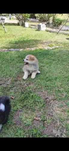 Akita