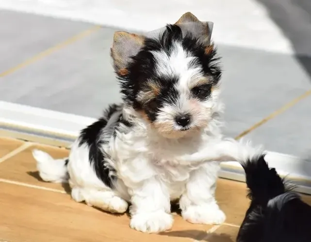 Biewer Terrier Com Pedigree - Venda Direta Com Garantia de Qualidade