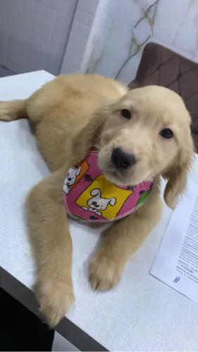 Golden retriever 