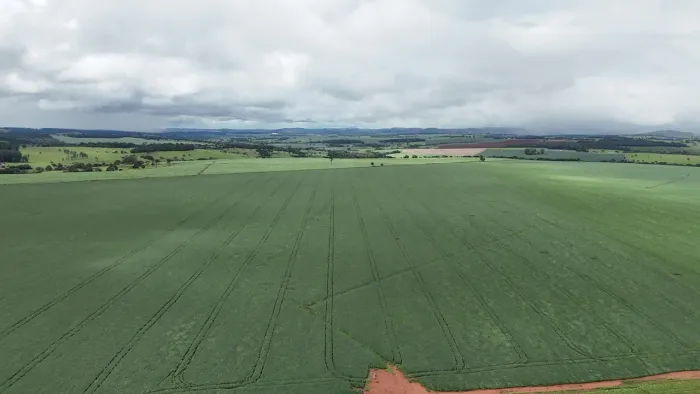 Fazenda em lavoura (inhumas e Itauçú) 333,6 alqueires 