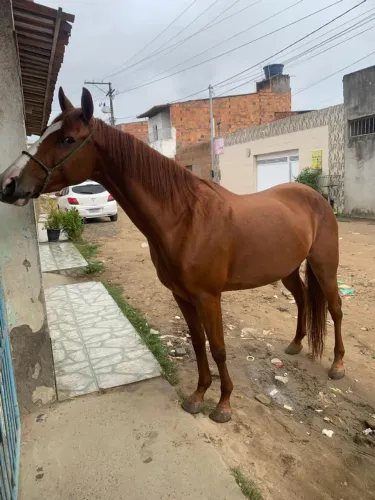 Égua 