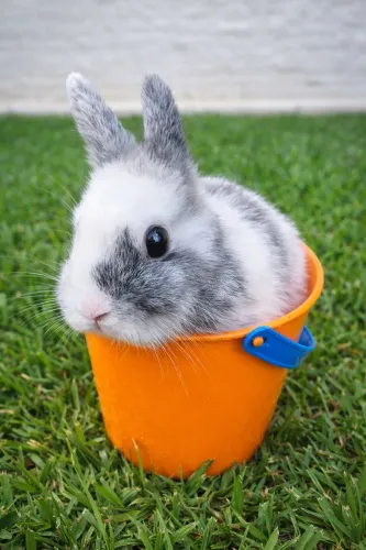 Coelho Netherland Mini Filhote Dócil e Lindo