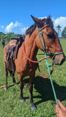 Vendo cavalo Baio dê 4 anos