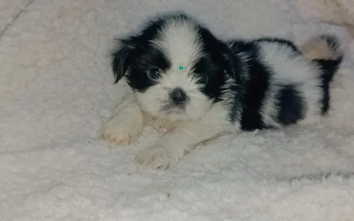 shihtzu com vacina