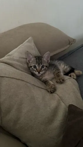 Adoção de gatinhos