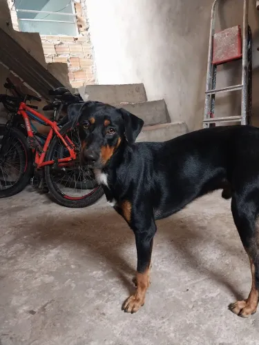 Cachorro para doação 