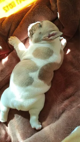 Buldogue francês filhote